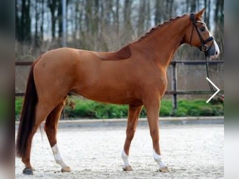 Hanoverian Gelding 16 years 17,2 hh Chestnut-Red in Wedel