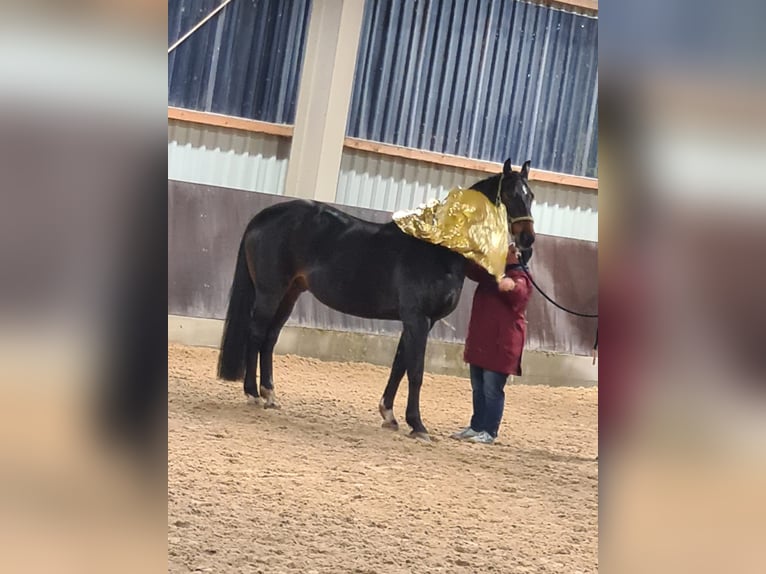 Hanoverian Gelding 17 years 16.1 hh Bay-Dark in Thedinghausen