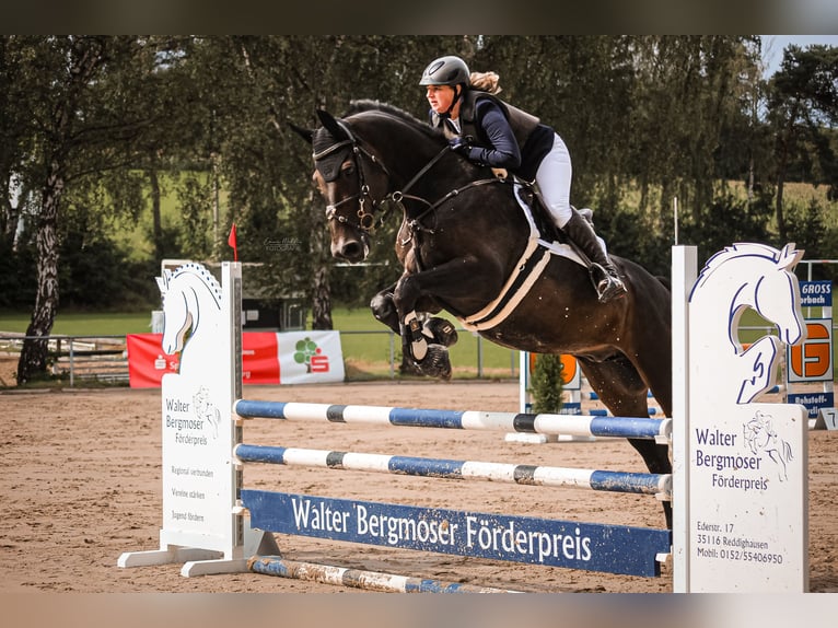 Hanoverian Gelding 17 years 16.1 hh Bay-Dark in Korbach