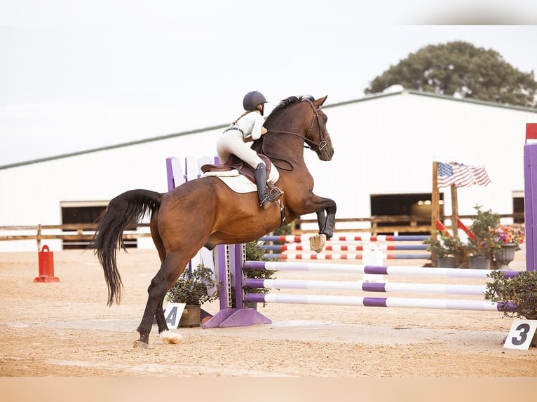 Hanoverian Gelding 17 years 16.2 hh Bay in Cleburne