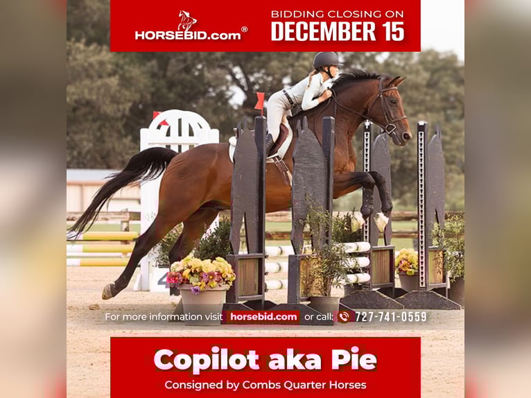 Hanoverian Gelding 17 years 16.2 hh Bay in Cleburne