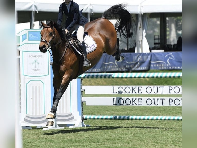 Hanoverian Gelding 17 years 16.2 hh Bay in Cleburne