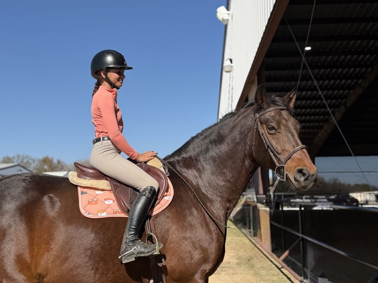 Hanoverian Gelding 17 years 16.2 hh Bay in Cleburne