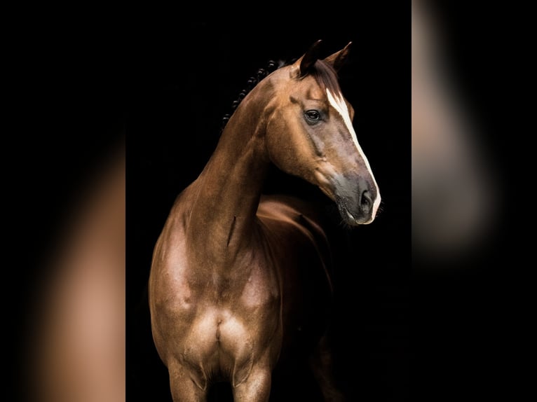 Hanoverian Gelding 17 years 16.2 hh Chestnut in Neustadt (Hessen)