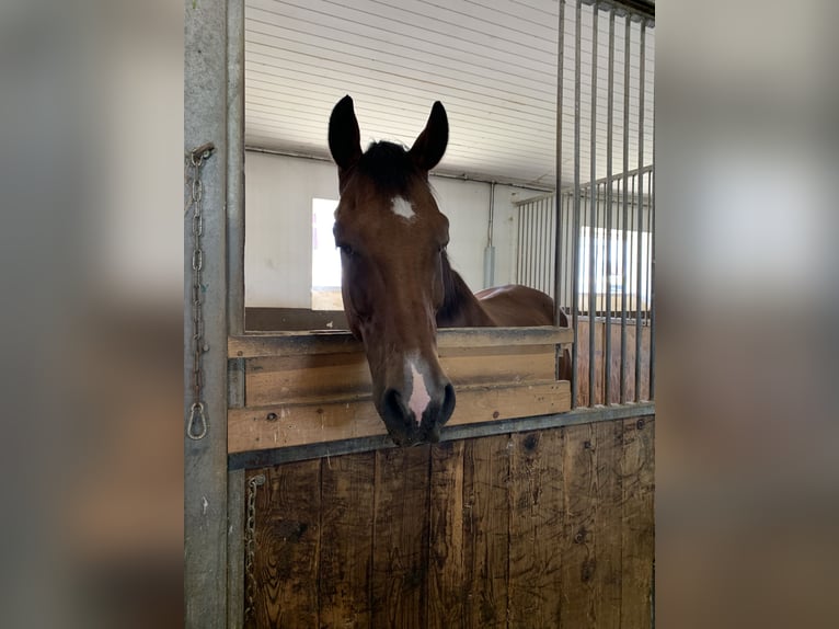 Hanoverian Gelding 17 years 16 hh Brown in Utting am Ammersee