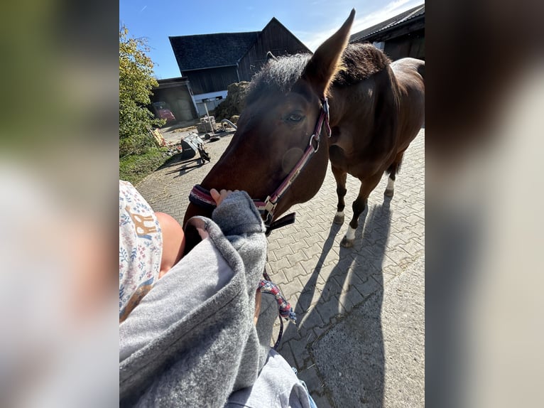 Hanoverian Gelding 17 years 16 hh Brown in Schneckenlohe