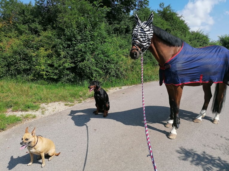 Hanoverian Gelding 17 years 16 hh Brown in Schneckenlohe
