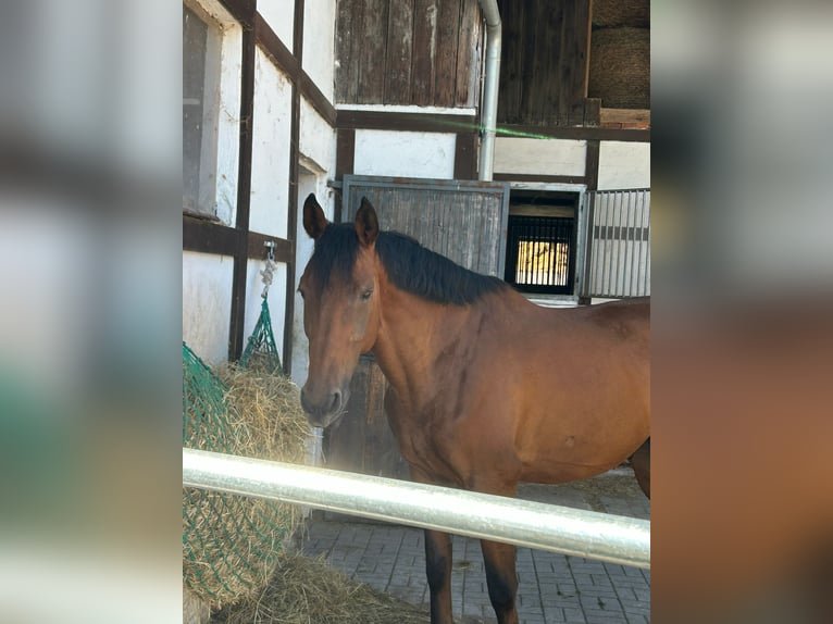 Hanoverian Gelding 17 years 16 hh Brown in Schneckenlohe