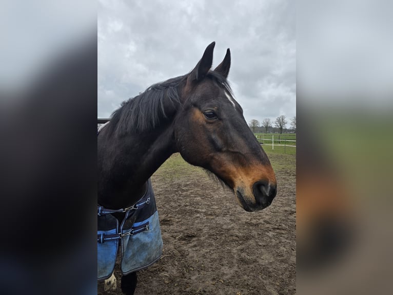 Hanoverian Gelding 17 years 16,1 hh Bay-Dark in Thedinghausen