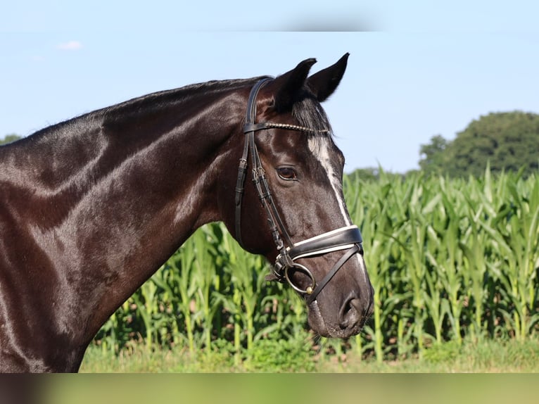 Hanoverian Gelding 17 years 16,1 hh Black in Haftenkamp