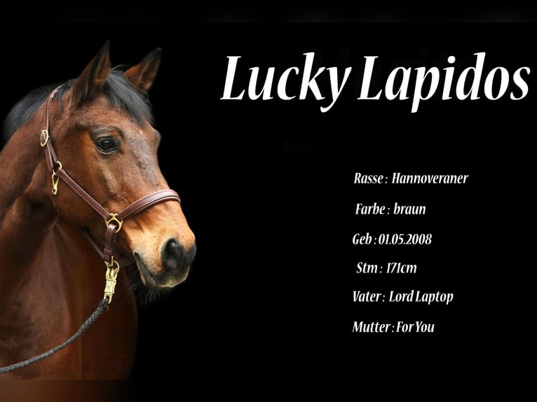 Hanoverian Gelding 17 years 16,2 hh Brown in Kreuztal