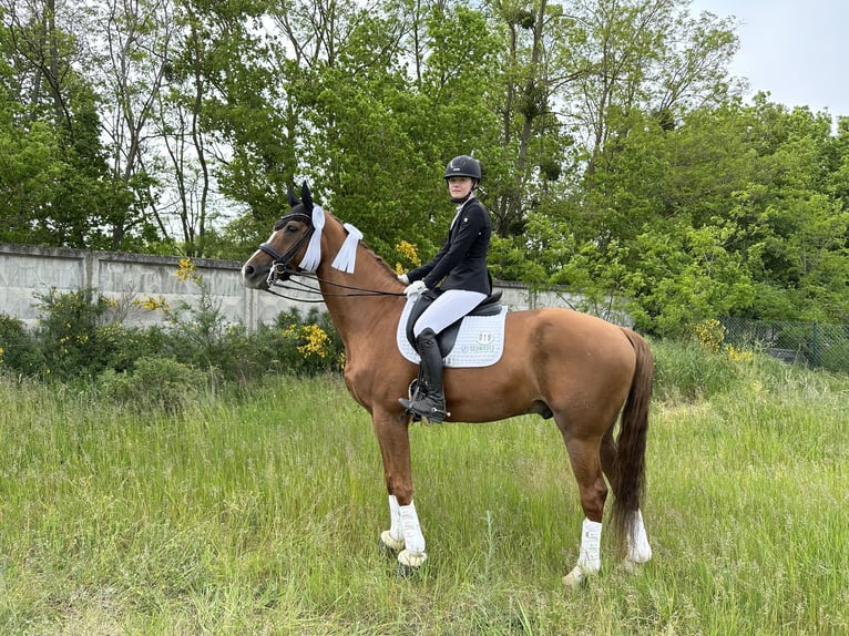 Hanoverian Gelding 17 years 16,2 hh Chestnut in Liebsch&#xFC;tzberg