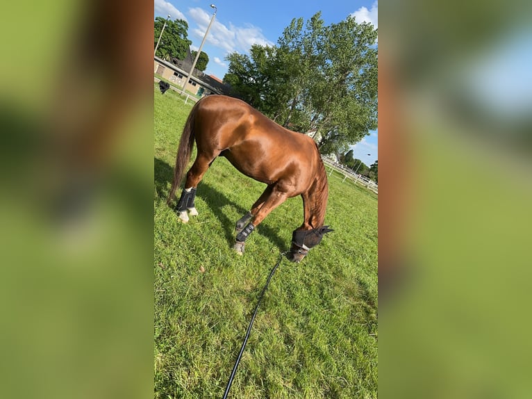 Hanoverian Gelding 17 years 16,2 hh Chestnut in Liebsch&#xFC;tzberg