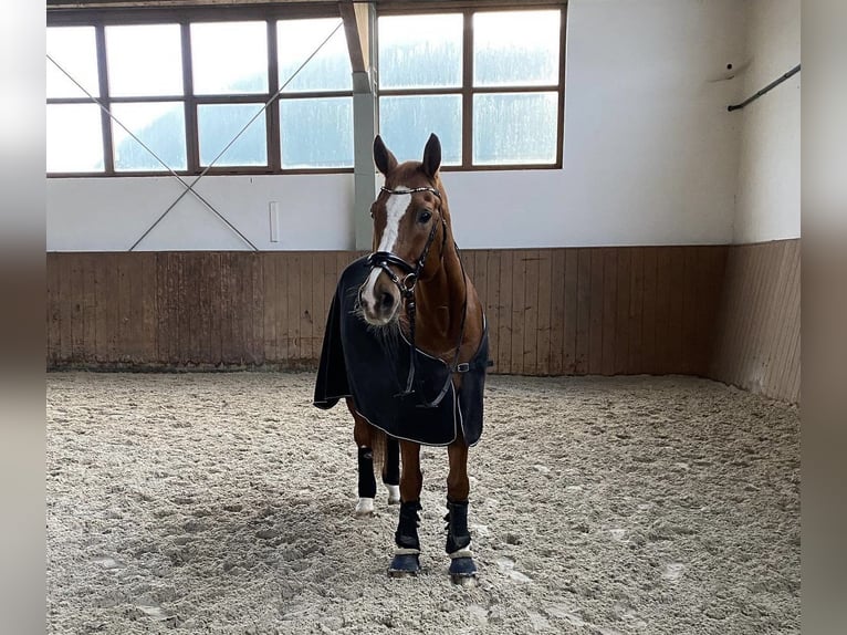 Hanoverian Gelding 17 years 16,2 hh Chestnut in Liebsch&#xFC;tzberg