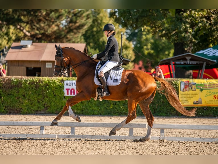 Hanoverian Gelding 17 years 16,2 hh Chestnut in Liebsch&#xFC;tzberg