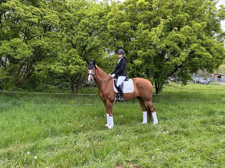Hanoverian Gelding 17 years 16,2 hh Chestnut in Liebsch&#xFC;tzberg