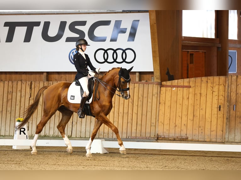 Hanoverian Gelding 17 years 16,2 hh Chestnut in Liebsch&#xFC;tzberg