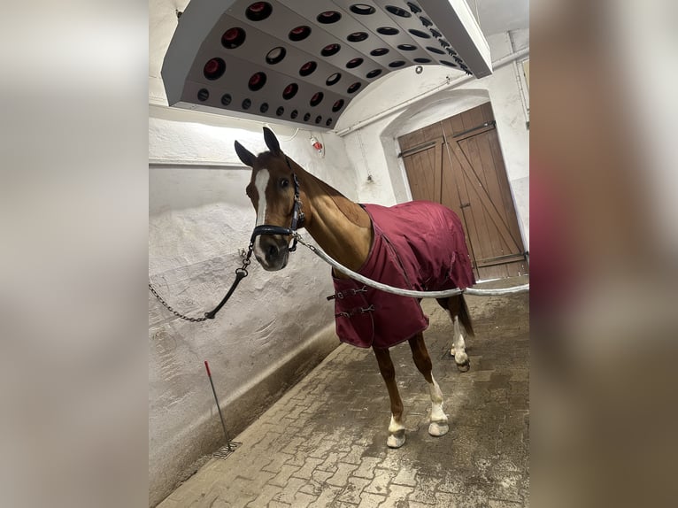 Hanoverian Gelding 17 years 16,2 hh Chestnut in Liebsch&#xFC;tzberg