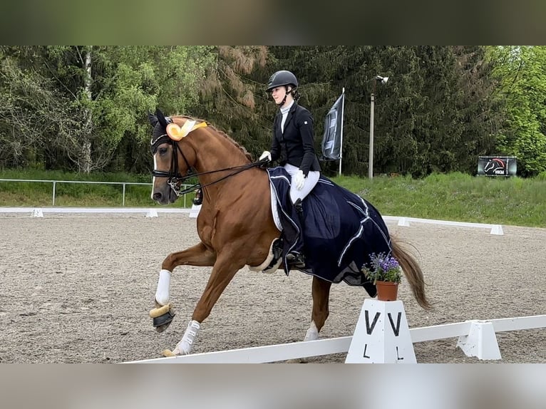 Hanoverian Gelding 17 years 16,2 hh Chestnut in Liebsch&#xFC;tzberg