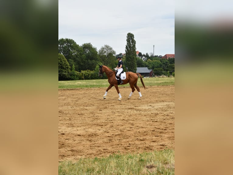Hanoverian Gelding 17 years 16,2 hh Chestnut in Liebsch&#xFC;tzberg