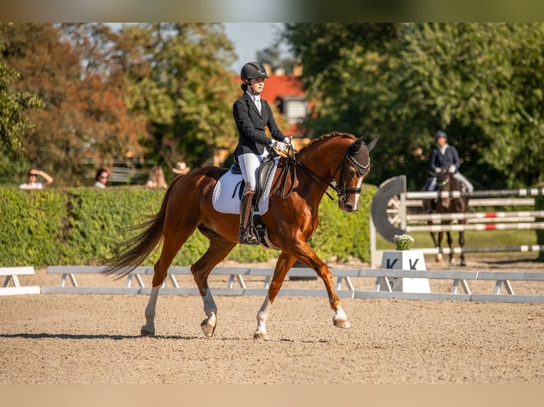 Hanoverian Gelding 17 years 16,2 hh Chestnut in Liebsch&#xFC;tzberg