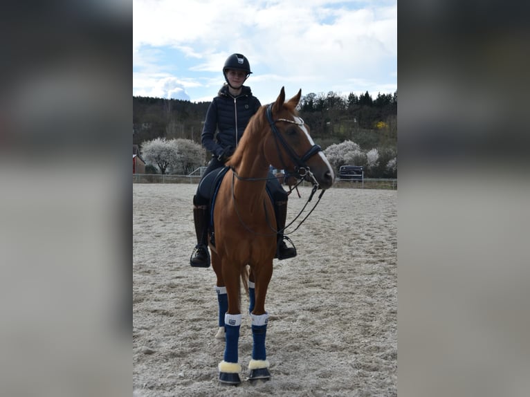 Hanoverian Gelding 17 years 16,2 hh Chestnut in Liebsch&#xFC;tzberg
