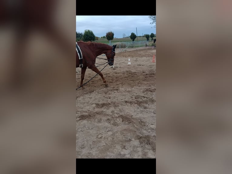 Hanoverian Gelding 17 years 16,2 hh Chestnut-Red in Magdeburg