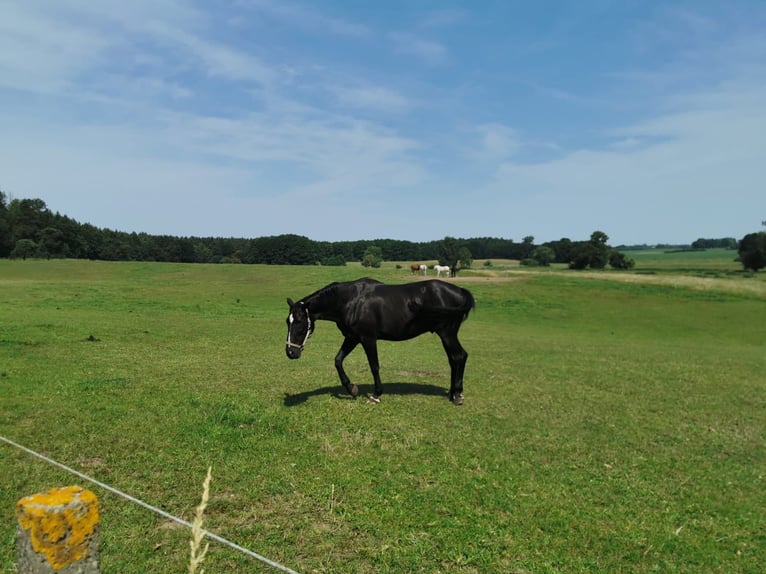 Hanoverian Mix Gelding 17 years 16,2 hh Smoky-Black in JesendorfPennewitt