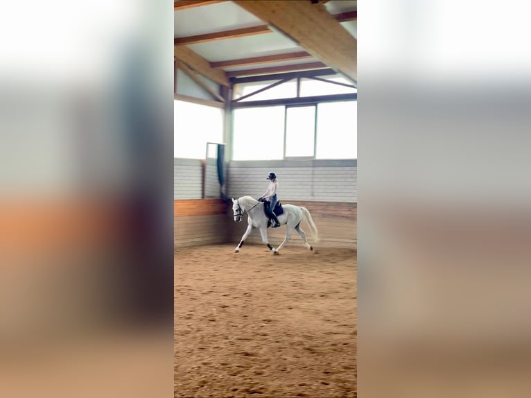 Hanoverian Gelding 17 years 16,2 hh White in Kirchberg an der Murr