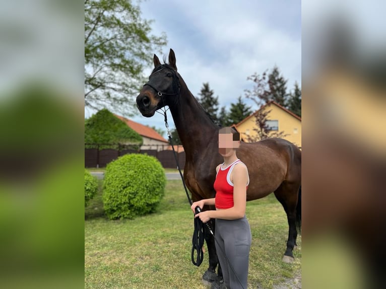 Hanoverian Gelding 17 years 17,1 hh Bay-Dark in Zossen