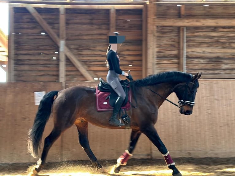 Hanoverian Gelding 17 years 17,1 hh Bay-Dark in Zossen