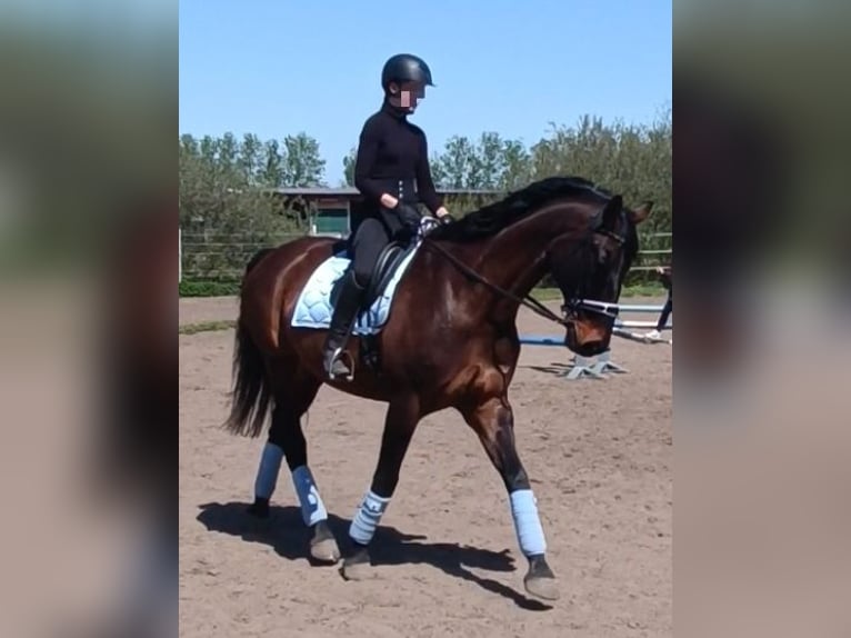 Hanoverian Gelding 17 years 17,1 hh Bay-Dark in Zossen