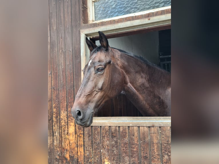Hanoverian Gelding 17 years 17 hh Bay-Dark in Marxzell