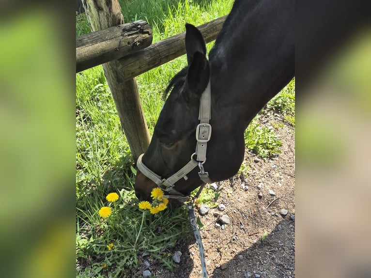 Hanoverian Gelding 17 years 17 hh Brown in Marxzell