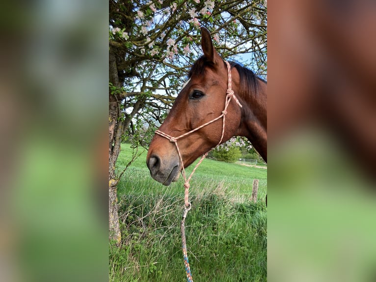 Hanoverian Gelding 17 years 17 hh Brown in Neustadt in Holstein