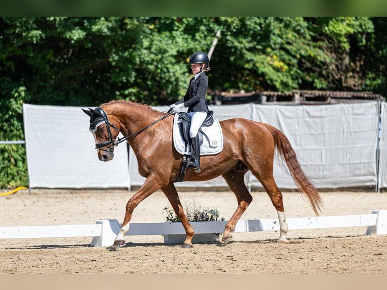 Hanoverian Gelding 17 years 17 hh Chestnut-Red in Sonnenbühl