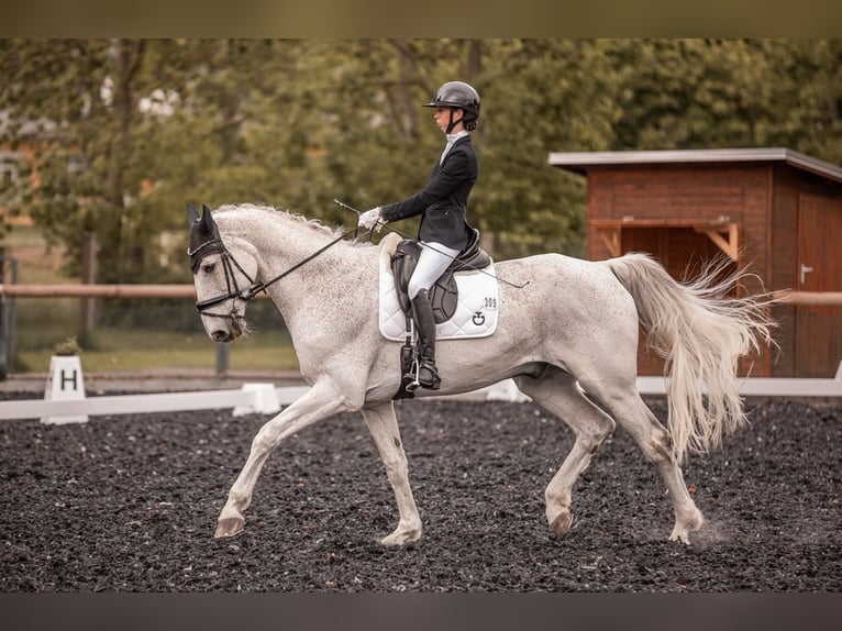 Hanoverian Gelding 17 years 17 hh Grey-Fleabitten in Langenbernsdorf