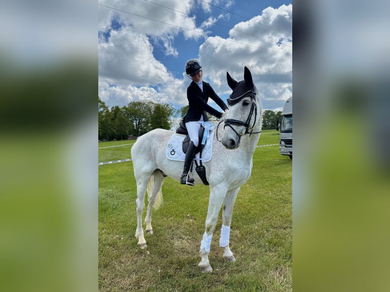 Hanoverian Gelding 17 years 17 hh Grey-Fleabitten in Langenbernsdorf
