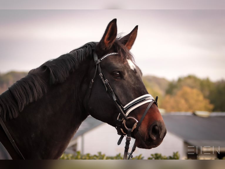 Hanoverian Gelding 17 years 17,1 hh Bay-Dark in Pulheim