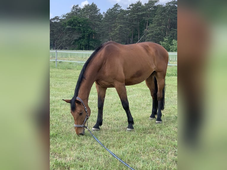 Hanoverian Gelding 17 years 17,1 hh Brown in M&#xFC;ncheberg