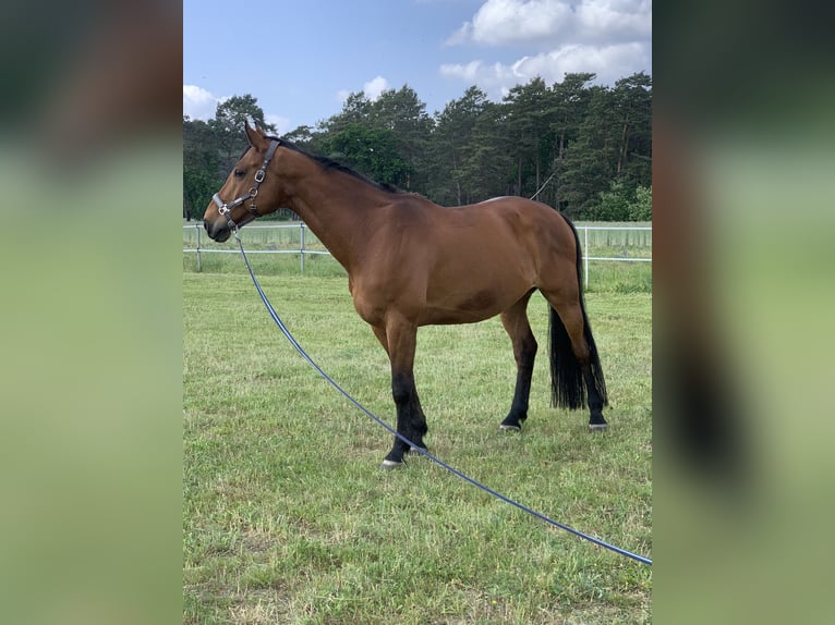 Hanoverian Gelding 17 years 17,1 hh Brown in M&#xFC;ncheberg