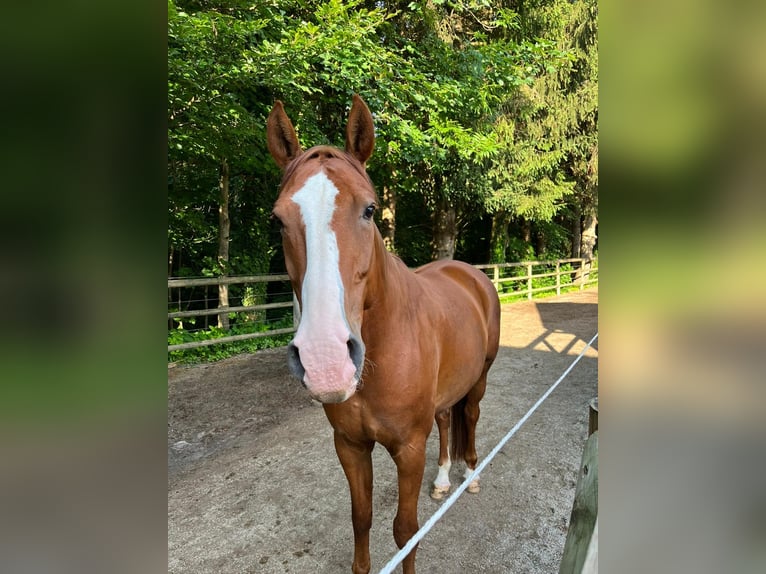 Hanoverian Gelding 17 years 17,1 hh Chestnut-Red in Raubling