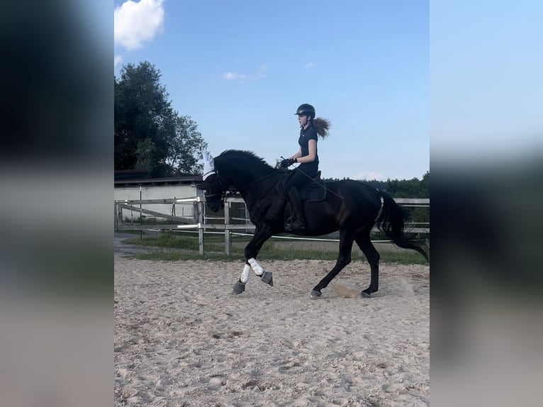 Hanoverian Gelding 17 years 17,1 hh Grey-Dark-Tan in Strullendorf