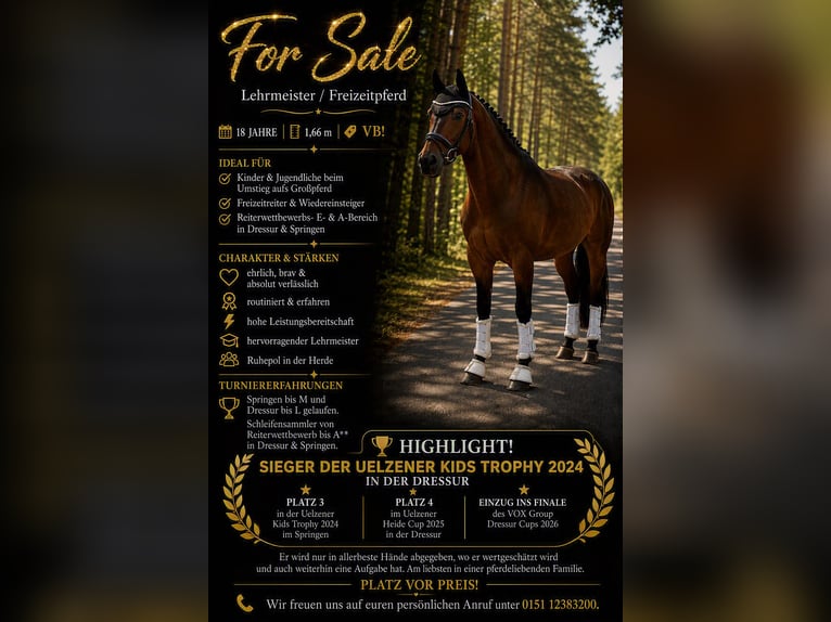 Hanoverian Gelding 18 years 16.1 hh Brown in Hankensbüttel