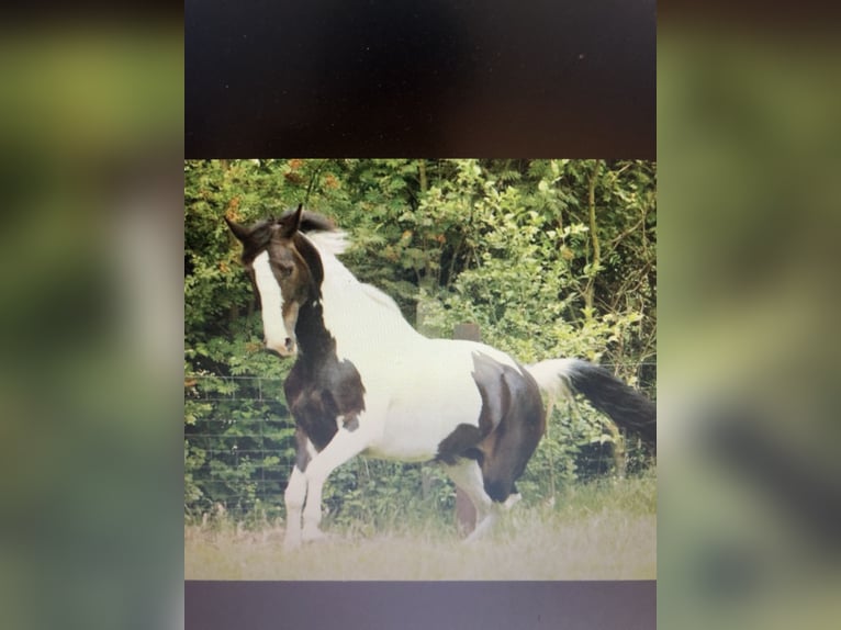 Hanoverian Mix Gelding 18 years 16.1 hh Pinto in Kamp-Lintfort