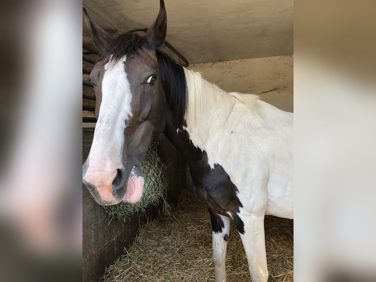 Hanoverian Mix Gelding 18 years 16.1 hh Pinto in Kamp-Lintfort