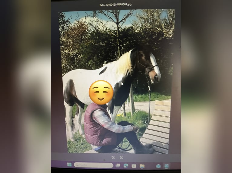 Hanoverian Mix Gelding 18 years 16.1 hh Pinto in Kamp-Lintfort