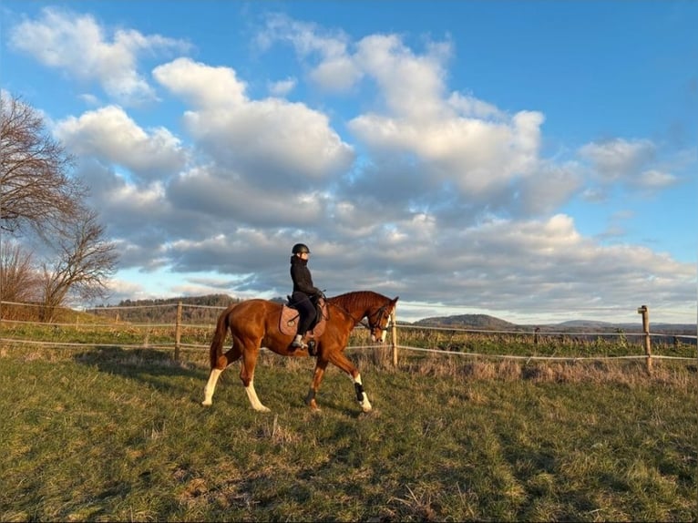 Hanoverian Gelding 18 years 16.2 hh Chestnut-Red in Schwäbisch Gmünd