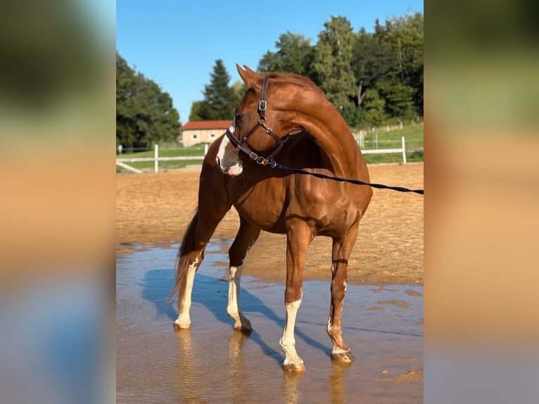 Hanoverian Gelding 18 years 16.2 hh Chestnut-Red in Schwäbisch Gmünd