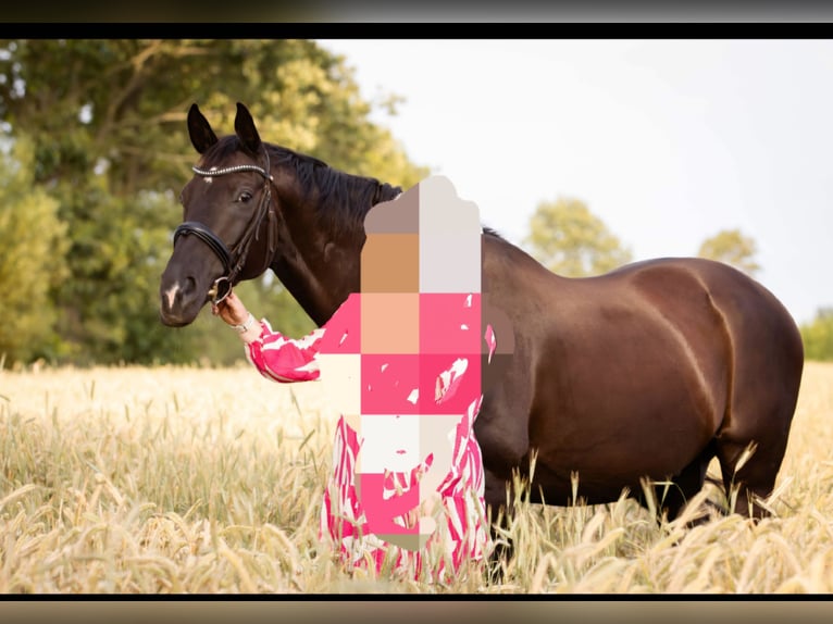 Hanoverian Gelding 18 years 16 hh Black in Goldelund